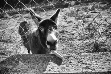 Donkeys on farm