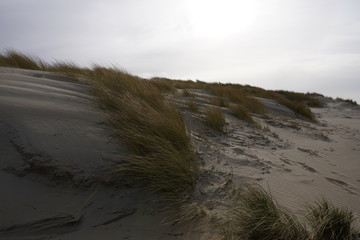Sand Düne an der Nordsee