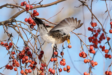 Fieldfare turdus pilaris sitting on crataegus bush eating hawberry in winter. Cute funny common park songbird in wildlife.
