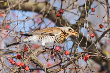 Fieldfare turdus pilaris sitting on crataegus bush eating hawberry in winter. Cute funny common park songbird in wildlife.