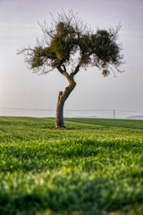 lone tree on the plain