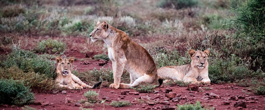 Lion family