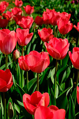 Selective focus. A field planted with many tulips in spring time. Colorful background with flowers for spring holiday season. Close up, copy space, top view.