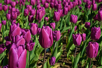 Fototapeta premium Selective focus. A field planted with many tulips in spring time. Colorful background with flowers for spring holiday season. Close up, copy space, top view.