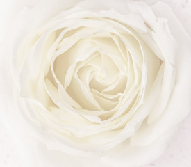 Soft focus, abstract floral background, white rose flower. Macro flowers backdrop for holiday brand design