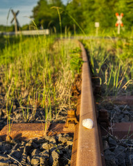 Snail on the tracks