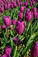 Selective focus. A field planted with many tulips in spring time. Colorful background with flowers for spring holiday season. Close up, copy space, top view.