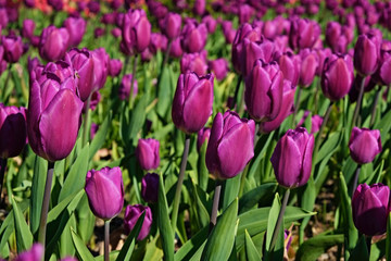 Selective focus. A field planted with many tulips in spring time. Colorful background with flowers for spring holiday season. Close up, copy space, top view.