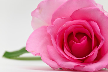 Fototapeta na wymiar closeup beauty petal of pink rose flower blossom on white background