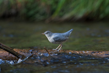 American dipper, cinclus mexicanus, Yellowstone national park