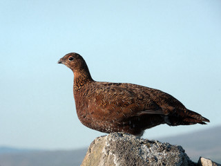 Wild Red Grouse sitting on a dry stone wall. Yorkshire Dales, UK