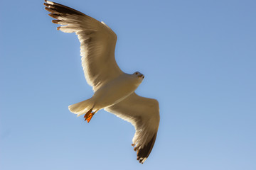 Gaviota volando