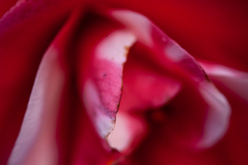 Camelia de cerca