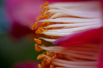 Detalle de flor rosa para generar textura