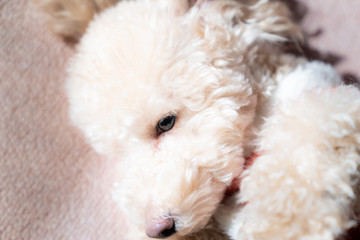 室内で飼い主と遊ぶ可愛いトイプードルの写真