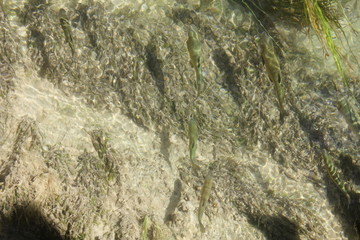 Croatia Krka Waterfall