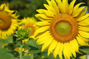 beautiful sunflower blossom blooming in natural garden