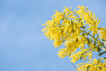 Blooming mimosa tree over blue sky, bright sun flare.
