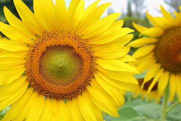 sunflower blossom blooming in tropical nature