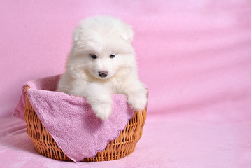 Little cute samoyed white dog puppy in the wicker basket on the light pink background. Animal...