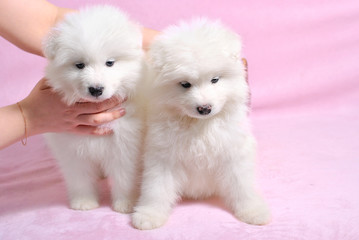 Two little cute samoyed white dog puppies on the light pink background. Animal babies picture card. Lovely adorable fluffy pets. Lush fur