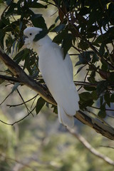 White cockatoo parrot, Grampians, Australia
