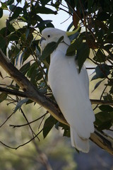 White cockatoo parrot, Grampians, Australia