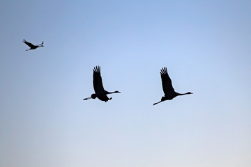 Three cranes flying on the blue sky. Common crane or Eurasian crane (Grus grus).