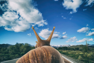Soft focus of snail seen from behind on the road in nature with blue sky and clouds.