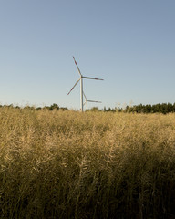 wind turbines behind a rapeseed field