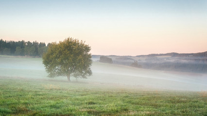 misty morning meadow wit tree