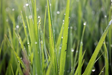 Morning dew drops on the grass. Summer