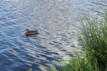 Duck swims in a lake at the edge of the shore