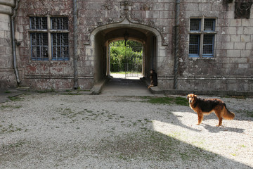 Chien pres de Chateau de Keriolet en Bretagne