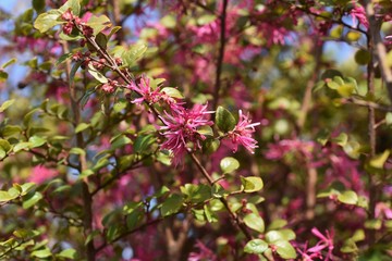 The Chinese fringe bush is evergreen and used for hedges, with ribbon-like slender flowers in spring.