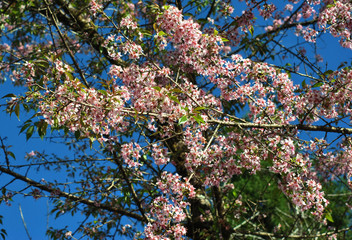 Cherry Blossom 