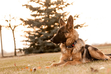 A junior german shepherd dog resting in a backyard