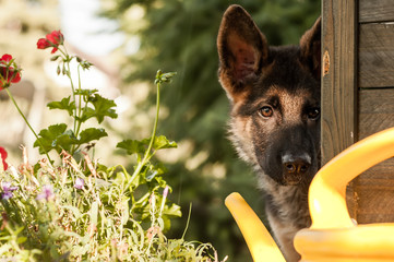 Portrait of a curious german sheperd puppy in a backyard
