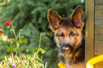 Portrait of a curious german sheperd puppy in a backyard