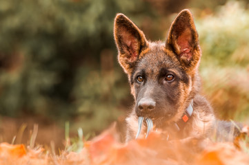 Portrait of a german shepherd puppy while resting in a backyard