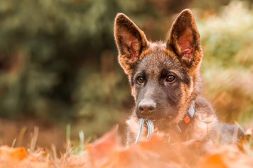 Portrait of a german shepherd puppy while resting in a backyard