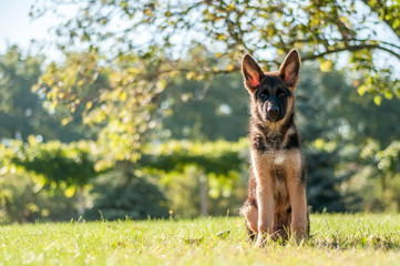 A german shepherd puppy sitting on the grass of a backyard