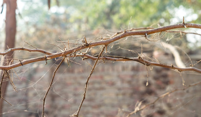 sharp thorns with spider web