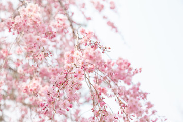Naklejka premium 京都の枝垂桜