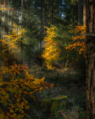 sunrays through the pines