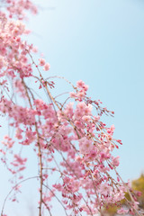 京都の枝垂桜