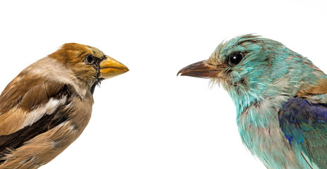 Stuffed blue rags and grosbeak shy away from each other