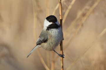 Back Capped Chickadee perched on a branch