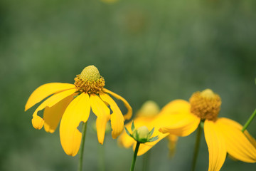 yellow flowers in the garden