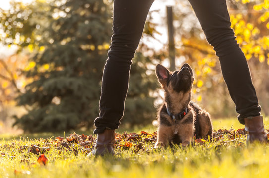 Training of a puppy german shepherd dog